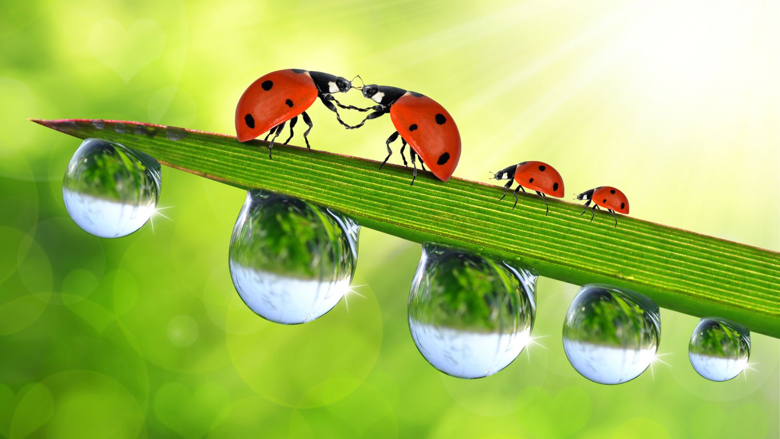 nature lady bugs