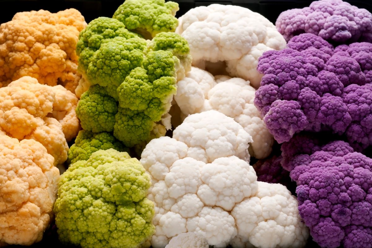 A vibrant assortment of orange, green, white, and purple cauliflower varieties are closely arranged, each ready to be transformed into riced cauliflower for a nutritious meal.